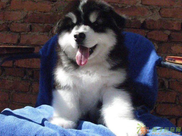 郑州哪里可以买到阿拉斯纯种健康阿拉斯加好养吗