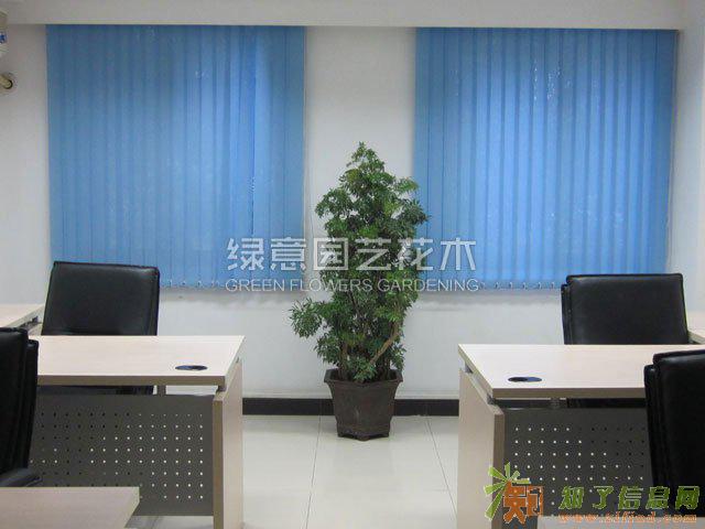 番禺区写字楼绿植租摆，室外内绿植租赁，花卉出出售