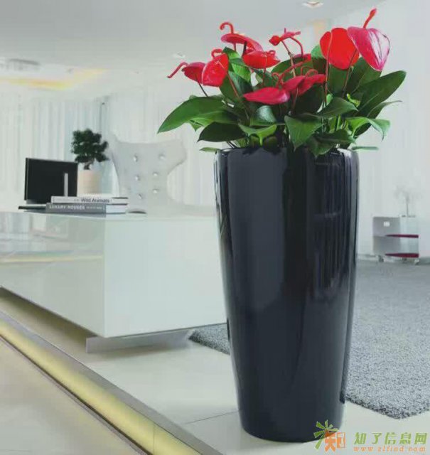 静海区花卉租赁绿植养护有限公司