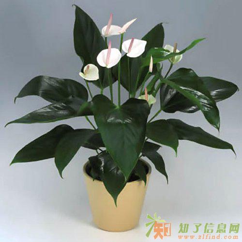 天津南开区租植物最佳选择丨天津南开区口碑租植物公司