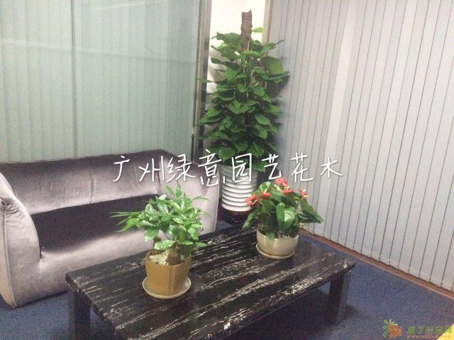 番禺区专业室内绿植盆栽租售,低廉的价格享受优质服务