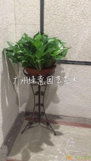 广州盆栽绿植租摆番禺植物租摆花卉出租售优惠格更专业