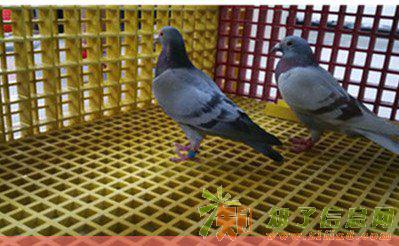 信鸽养殖玻璃钢格栅/正定信鸽养殖玻璃钢格栅厂家