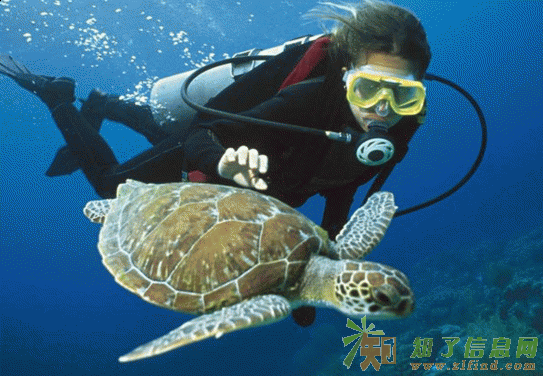 南澳珊瑚潜水 带您走入神秘的海底世界快艇出海烧烤