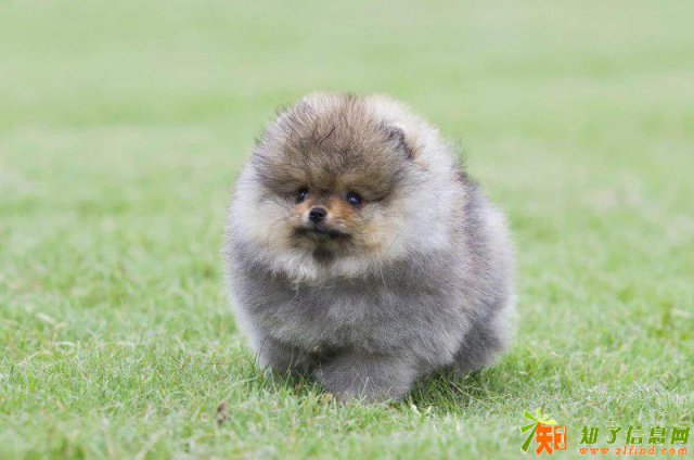 深圳区域出售博美犬刚满两个月