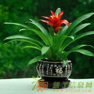 番禺区汽车4S店绿萝植物租摆室内盆栽租赁花卉出租