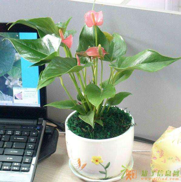 番禺区室内绿植租赁 写字楼盆栽租摆 花木出租 售