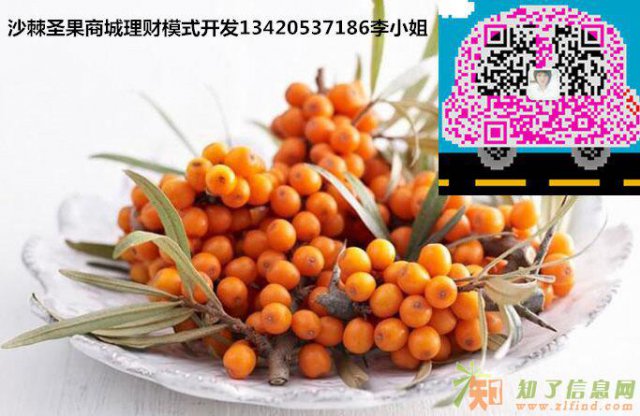 沙棘圣果系统奖金制度模式商城APP开发介绍 