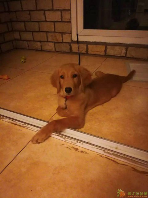 出售各种纯种狗狗热门犬种便宜优惠