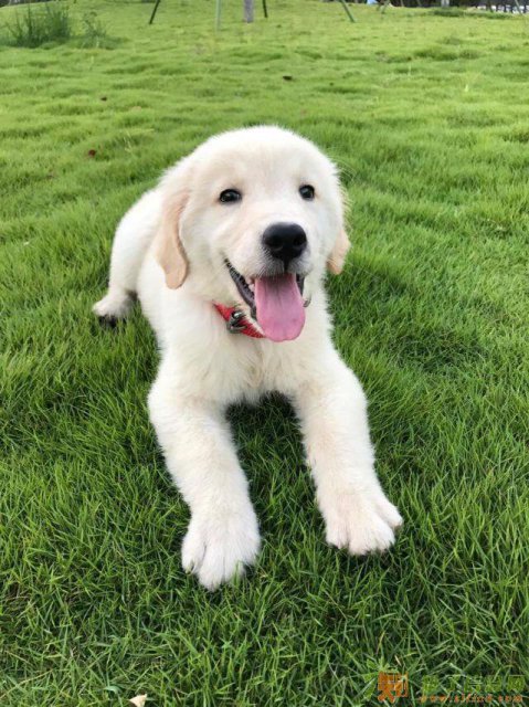 2到3个月幼犬期金毛 健康纯种