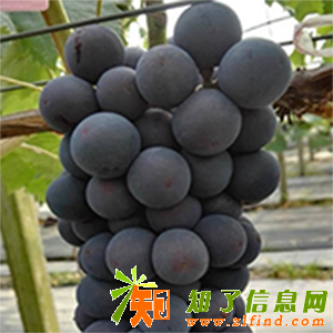 夏黑葡萄 8月户太 9月红提