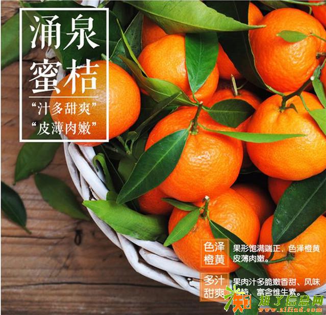 杭州邵庄主涌泉蜜桔