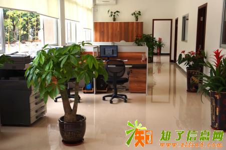 番禺专业室内外植物租赁 盆栽租摆 花木摆设花卉出租