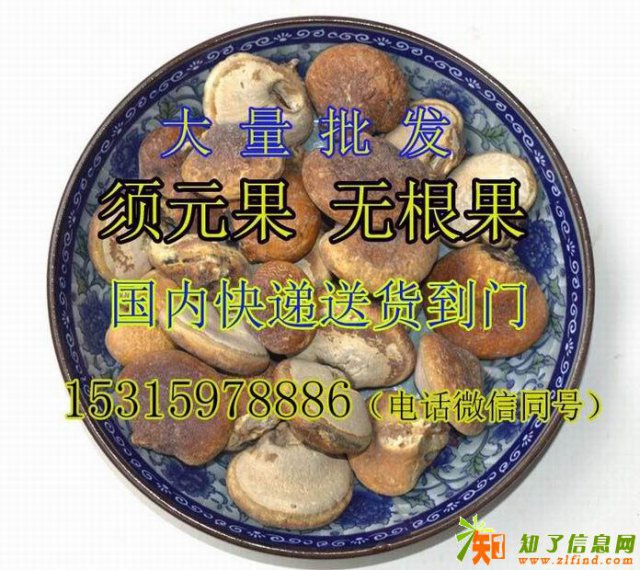 须元果批发价格无根果官网销售