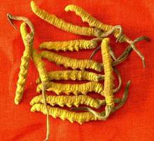 北京回收冬虫夏草东阿阿胶5X极草含片海参燕窝