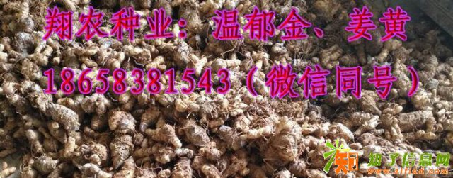 温郁金温莪术黑莪术姜黄郁金莪术温郁金种子