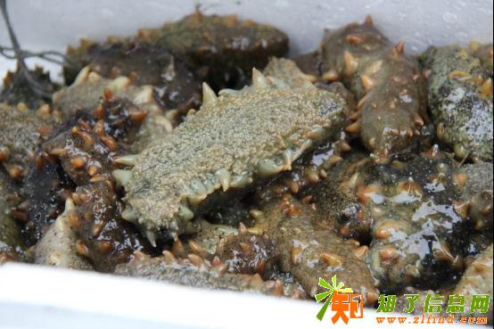 p价格大涨 八大珍之一的海参将进入价值回归期 p