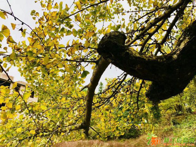 公司旅游，拓展团建，活动策划