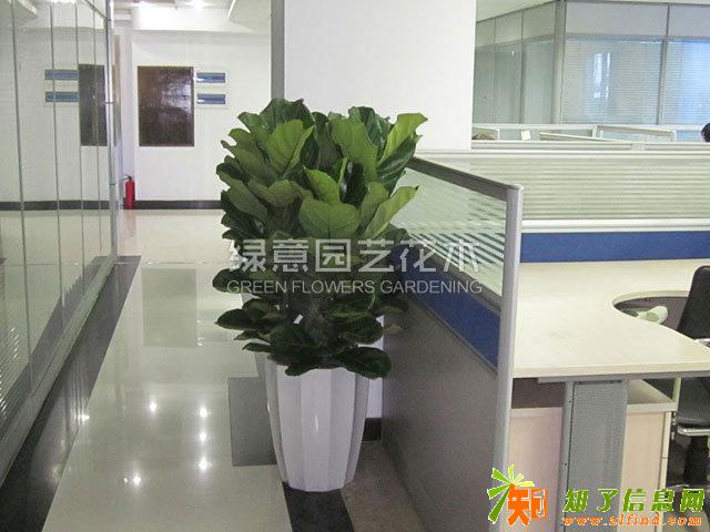 番禺洛溪植物租摆,盆栽出租,花木出售,欢迎来电咨询