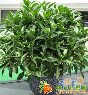 花卉租赁绿植租摆海明园艺专业租赁有限公司