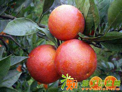 四川宜宾屏山大量塔罗科血橙出售