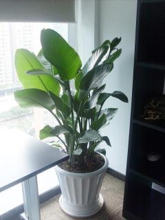 番禺区室内鲜花绿植摆设 花木买卖 盆栽出租