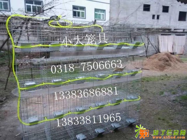 鸡鸽兔笼养殖设备鸽子笼兔子笼狐狸笼鹌鹑笼宠物笼