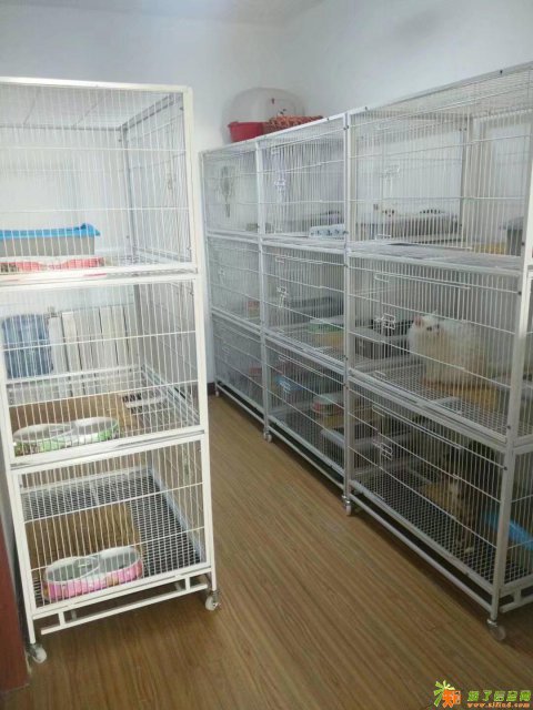 宠物寄养龙猫兔子荷兰猪猫咪貂等用品免费