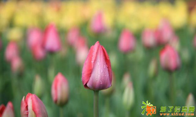 2018弋阳龟峰景区郁金香花海梦幻灯光节