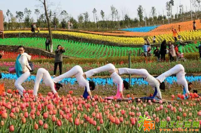新春龟峰景区，首届浪漫郁金香灯光艺术节将盛大开幕