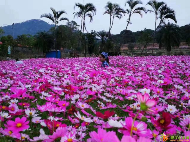 深圳南澳美丽乡村赏花、大鹏所城一日游