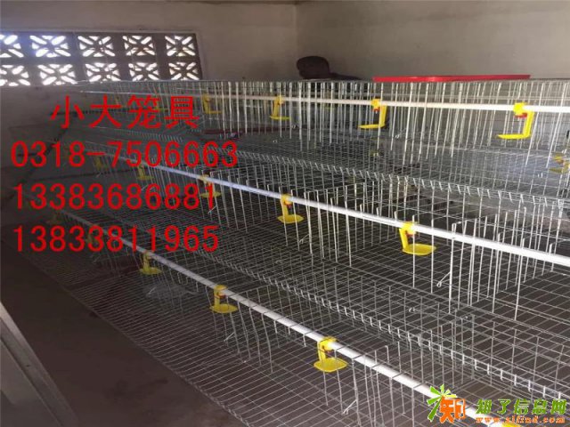 鸡鸽兔笼鸡笼狗笼兔笼鸟笼狗笼狐狸笼鹌鹑笼鸽子笼兔笼