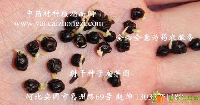 供应中药材射干种子中药材种植指南网