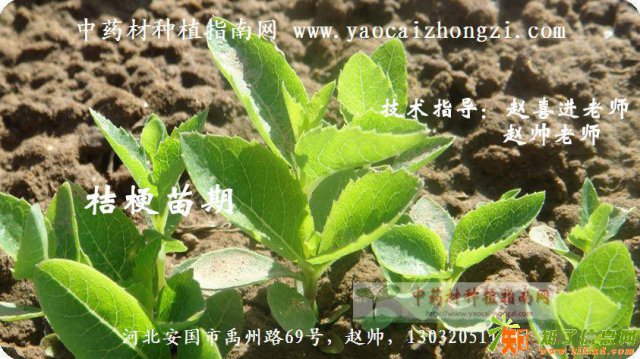 中药材大宗品种桔梗种子中药材种植指南网