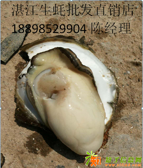 湛江生蚝批发价格湛江生蚝批发价格厂家