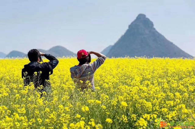 深圳春游赏花拍照圣地美丽乡村农家乐一日游