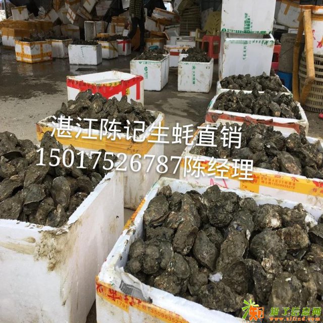 广东湛江官渡鲜活生蚝养殖场直销批发市场价格
