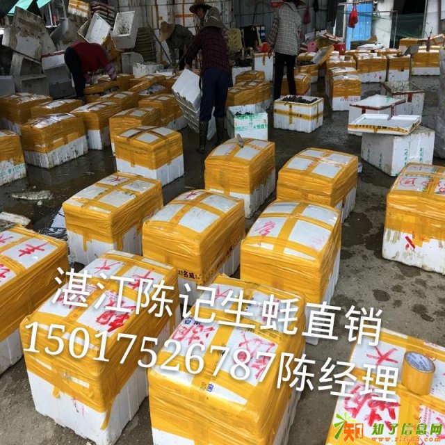广州生蚝批发 生蚝价格_生蚝批发价格