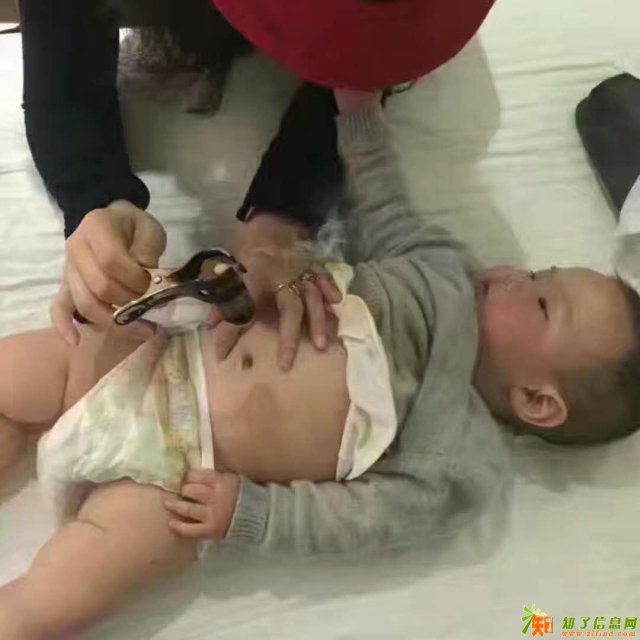 供应火莲香灸莲香2号厂家直销