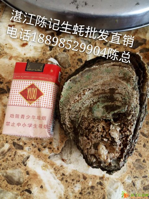 湛江生蚝批发 海鲜鲜活肉肥高品质