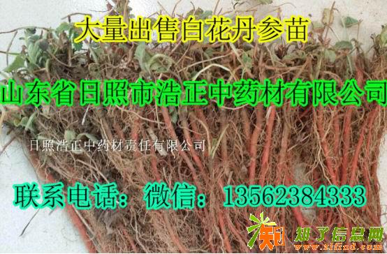 正宗大量白花丹参苗出售、价格低