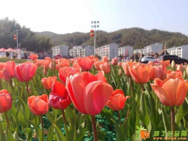 来湾里九龙溪赏郁金香花海