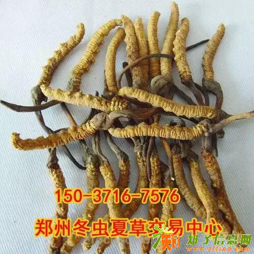 郑州冬虫夏草茅台回收