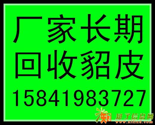 石家庄收貂的石家庄回收貂皮的石家庄收皮草的