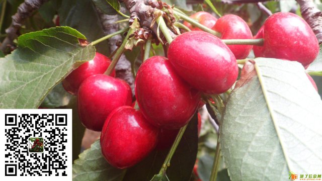 烟台美早大樱桃