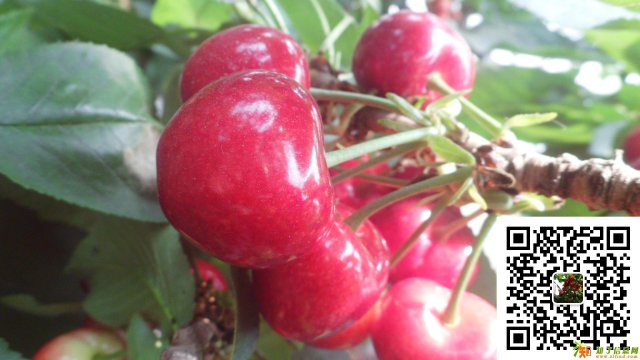 露天大樱桃 烟台