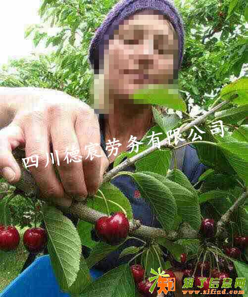 劳务派遣-新西兰农场直招种植采摘养殖司机年包吃住