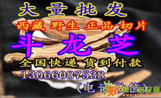斗龙芝斗龙芝斗龙芝斗龙芝请看明白了