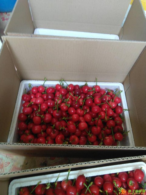 烟台大樱桃1