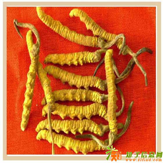 北京高价收冬虫夏草回收礼品海参燕窝鹿茸东阿阿胶